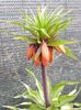 Fritillaria Imperialis Aurora