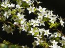 spiraea thunbergii Ogon