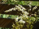 spiraea thunbergii Ogon