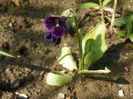 primula pubescens