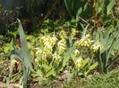primula veris