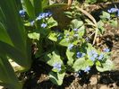 brunnera spontana