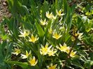 tulipa tarda