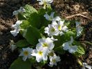 primula White Wanda