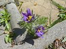 pulsatilla rasarita intre pavele