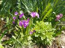 primula sieboldii