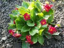 primula Wanda Tomato Red