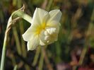 White Cheerfulness