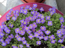 Aubrieta cu floarea simpla