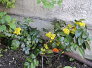 Mahonia