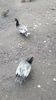 VideoCapture_20190414-204023