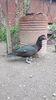 VideoCapture_20190414-203758