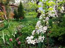 Malus red santinel