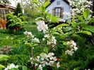 Malus red santinel