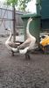 VideoCapture_20190414-202923