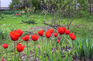 Red Granny