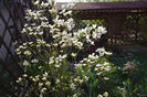 Cornus florida white clouds