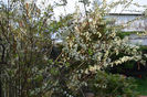 Spireea prunifolia
