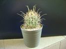 Glandulicactus wrightii, JM136 Marathon, Tx