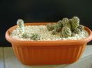 Grup de 3 copiapoa