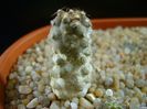Copiapoa humilis ssp. tenuissima