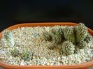 Grup de Copiapoa