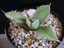 Agave titanota