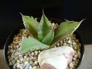 Agave titanota