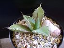Agave titanota