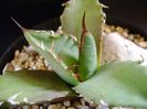 Agave titanota