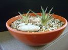 Dickia sp.
