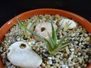 Dickia sp.