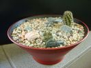 Grup de 3 Copiapoa