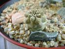 Copiapoa hypogaea cv. Lizard Skin