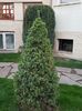 Geometrie...picea glauca cu mugurasi