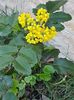 Mahonia
