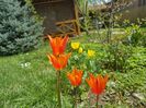 Orange Emperor