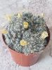 Mammillaria prolifera