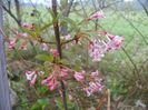viburnum bodnantense Dawn