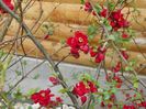 chaenomeles Crimson and Gold