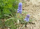 muscari armeniacum