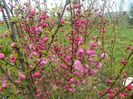 prunus triloba