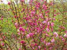 prunus triloba