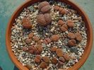 Lithops - inceputul perioadei de crestere
