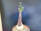 Adenia glauca