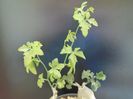 Kedrostis foetidissima & Ibervillea lindheimeri