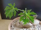 Cissus tuberosa