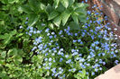 Myosotis