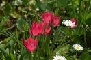 Humilis liliput