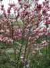 Rustica rubra- mi-o pisca frigul in fiecare an